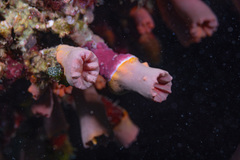 Cladopsammia gracilis