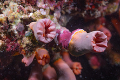 Cladopsammia gracilis