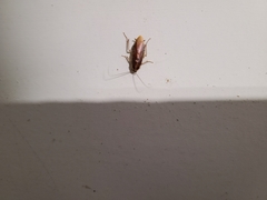 Ischnoptera bilunata