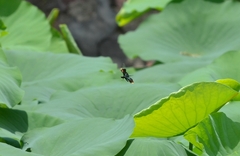Rhyothemis fuliginosa