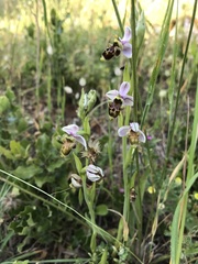 Ophrys scolopax apiformis