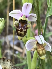 Ophrys scolopax apiformis