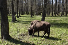 Bison