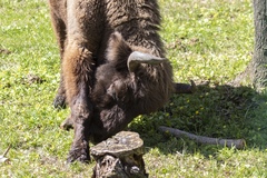 Bison