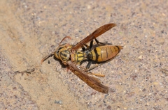 Polistes rothneyi