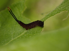 Cerura