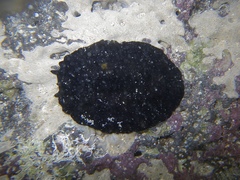 Scutus howensis