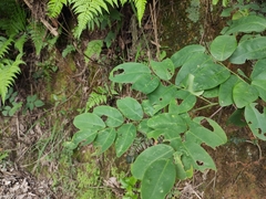 Dalbergia hupeana