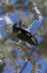 Sternocera orissa orissa