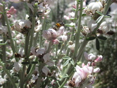Andrena chalcogastra