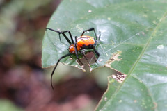 Leucauge grata