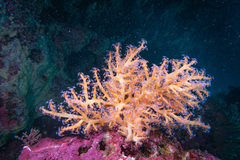 Chironephthya