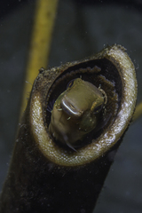 Petroscirtes breviceps