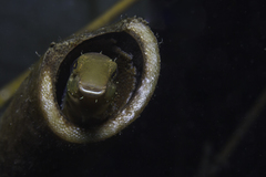 Petroscirtes breviceps