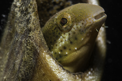 Petroscirtes breviceps