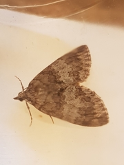 Hydriomena impluviata