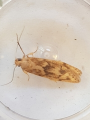 Blastobasis lacticolella