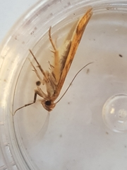 Blastobasis lacticolella