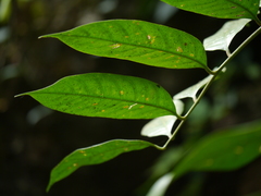 Dysoxylum gotadhora