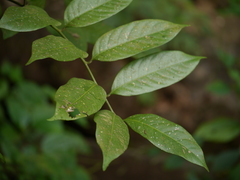 Dysoxylum gotadhora
