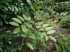 Dysoxylum gotadhora