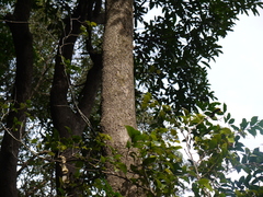 Dysoxylum gotadhora