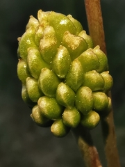 Ranunculus gramineus