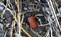 Bostrichus capucinus