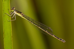 Agriocnemis rubricauda