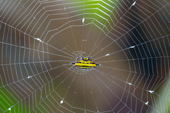 Gasteracantha taeniata