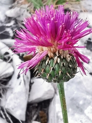 Klasea nudicaulis