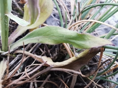 Klasea nudicaulis
