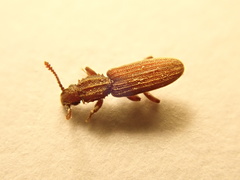 Oryzaephilus mercator