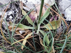Klasea nudicaulis