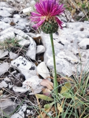 Klasea nudicaulis