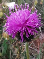 Klasea nudicaulis