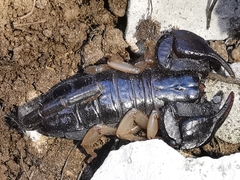 Euscorpius