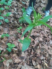 Cephalanthera damasonium