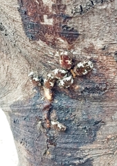 Protaetia aurichalcea