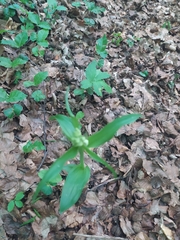 Cephalanthera damasonium
