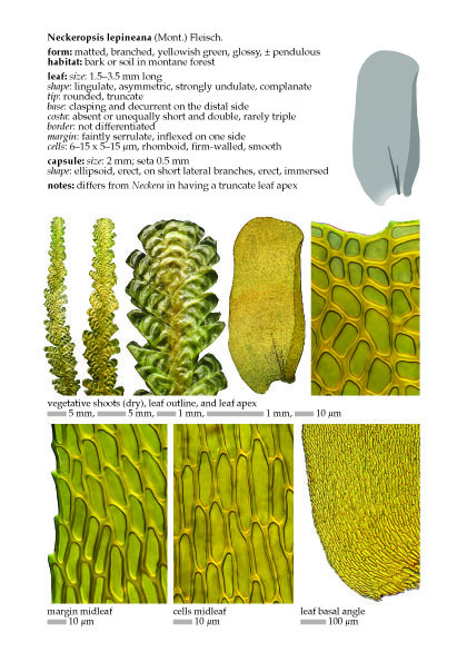 Neckeropsis lepineana