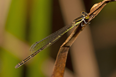 Agriocnemis rubricauda