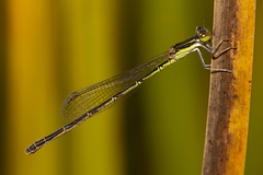 Agriocnemis rubricauda