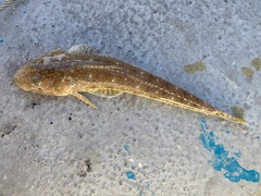 Platycephalus grandispinis