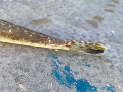 Platycephalus grandispinis