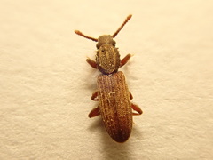Oryzaephilus mercator