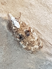 Phtheochroa rugosana