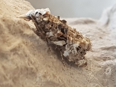 Phtheochroa rugosana