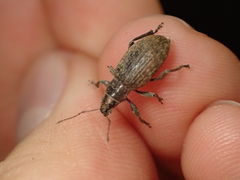 Brachyderes incanus