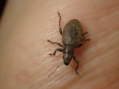 Brachyderes incanus